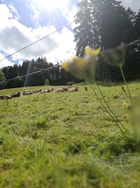 Close-up of plants on field against sky