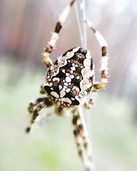 Close-up of spider