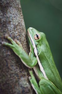 Close-up of frog on leaf