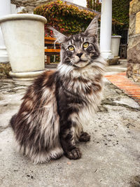 Portrait of tabby cat in yard