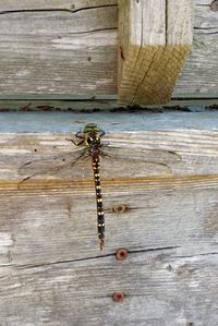 Close-up of bee on wood