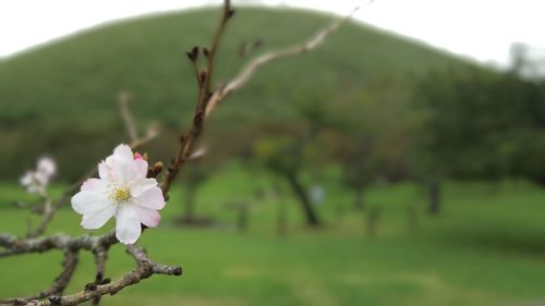 Close-up of cherry blossoms in spring