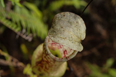 Close-up of flower bud