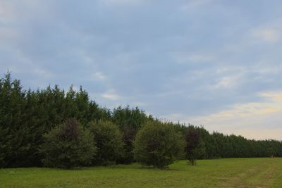 Trees on field against sky