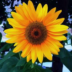 Close-up of sunflower
