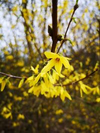 Close-up of yellow flowering plant