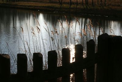 Reflection of trees in water