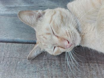High angle portrait of lizard