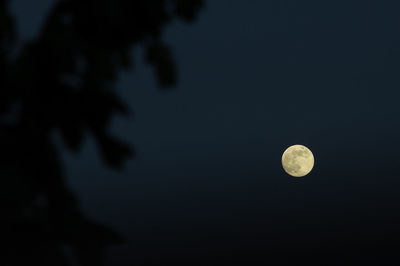 Low angle view of silhouette tree against sky at night