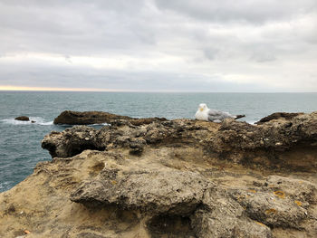 Seagull on rock by sea against sky