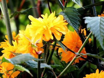 Close-up of yellow flower