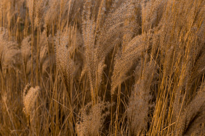 Close-up of wheat field