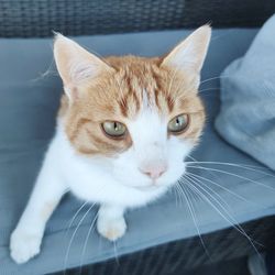 Close-up portrait of white cat