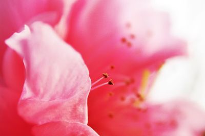 Close-up of bee on pink flower