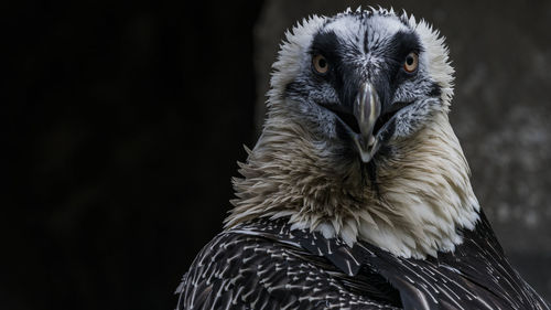 Close-up portrait of eagle