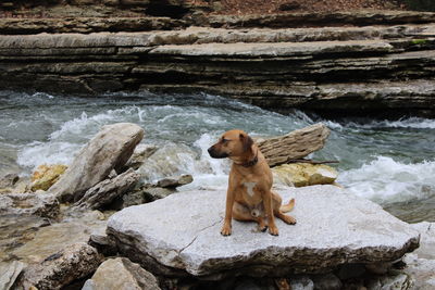 Dog sitting on rock