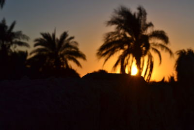 Silhouette palm trees at sunset