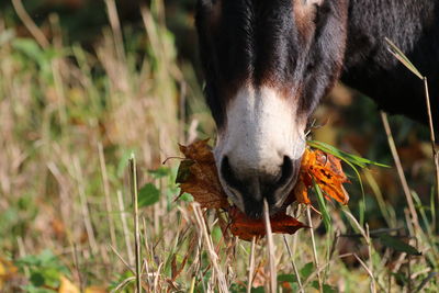 Close-up of a horse on field