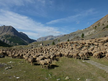 Flock of sheep on a land