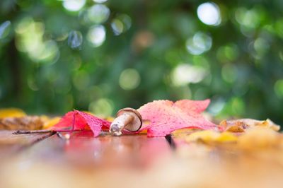 Mushroom and wet autumn leaves on table against trees