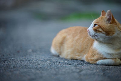 Adult red -haired white cat sits on the street, day