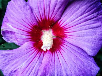 Macro shot of pink flower