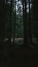 Full frame shot of trees in forest