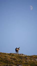 Horse standing on a land