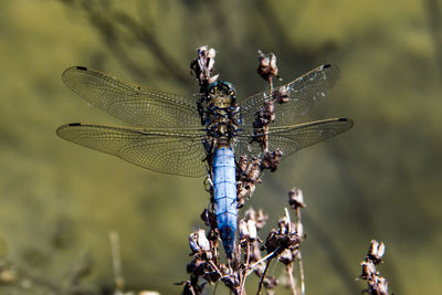 Close-up of insect on plant