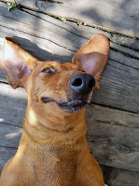 High angle view of dog looking away