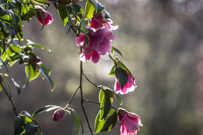 Close-up of pink flowering plant