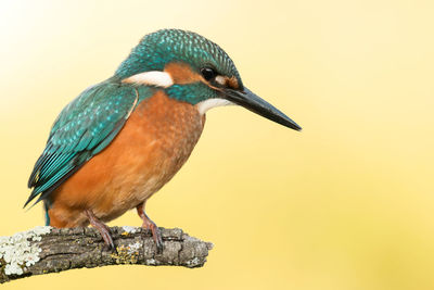 Close-up of bird perching