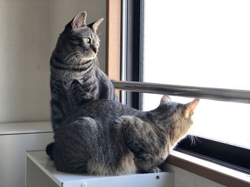 Cat sitting on window sill