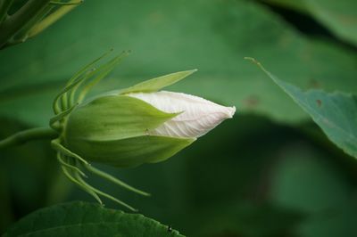 Close-up of flowers