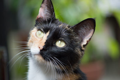 Close-up portrait of cat