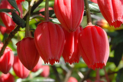 Close-up of red berries growing on tree