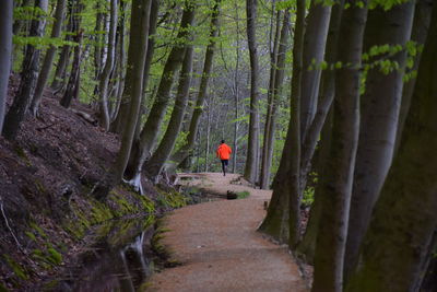 Rear view of a man jogging on pathway along trees