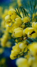 Close-up of yellow flower