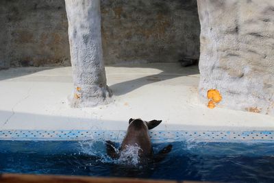 View of seal in a pool