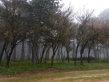 Trees on field in forest