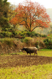 Horse on field against trees