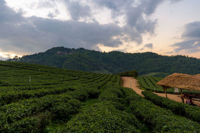 Scenic view of agricultural field against sky