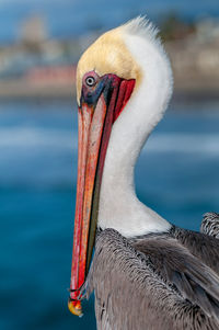 Close-up portrait of pelican