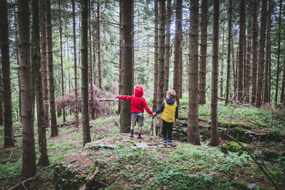 People walking amidst trees in forest