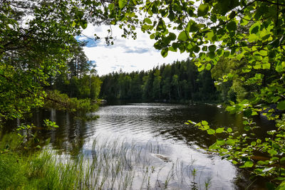 Scenic view of river amidst trees in forest against sky