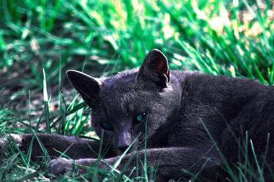 Close-up portrait of a cat on field