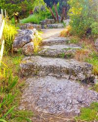 Scenic view of forest