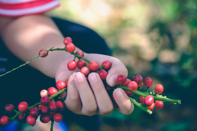 Close-up of hand holding berries