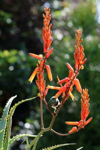 Close-up of red flowering plant