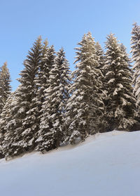 Snow covered pine trees against clear sky